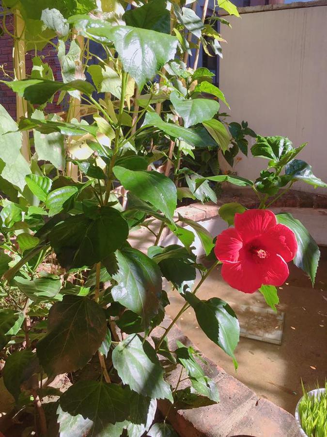Countryside Garden Homestay Hoi An Exterior foto